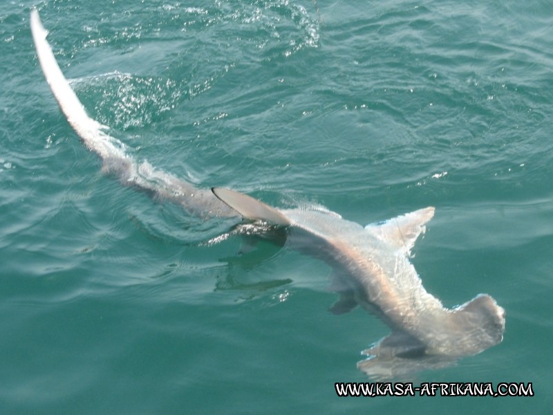 Photos de l'archipel Bijagos Guinée Bissau : Poissons de l'archipel - Requin marteau