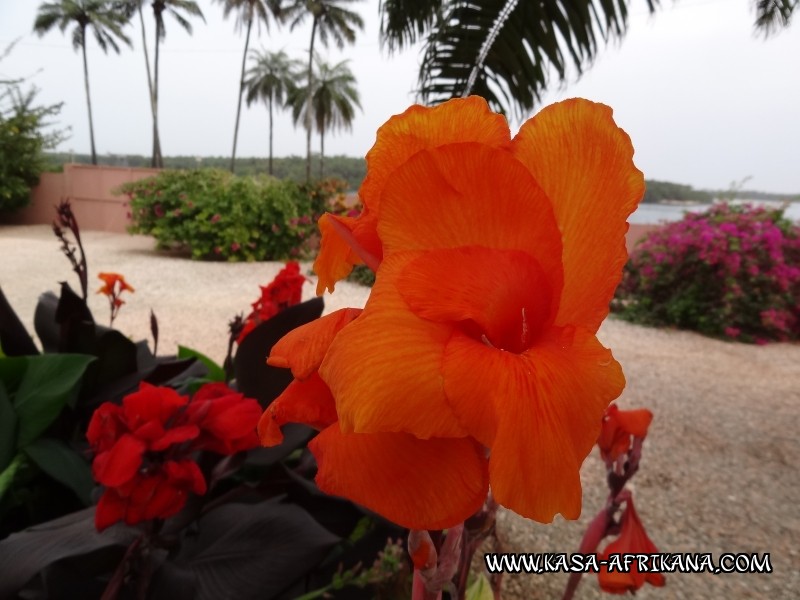 Photos de l'archipel Bijagos Guinée Bissau : Jardin de l'hotel - Canna