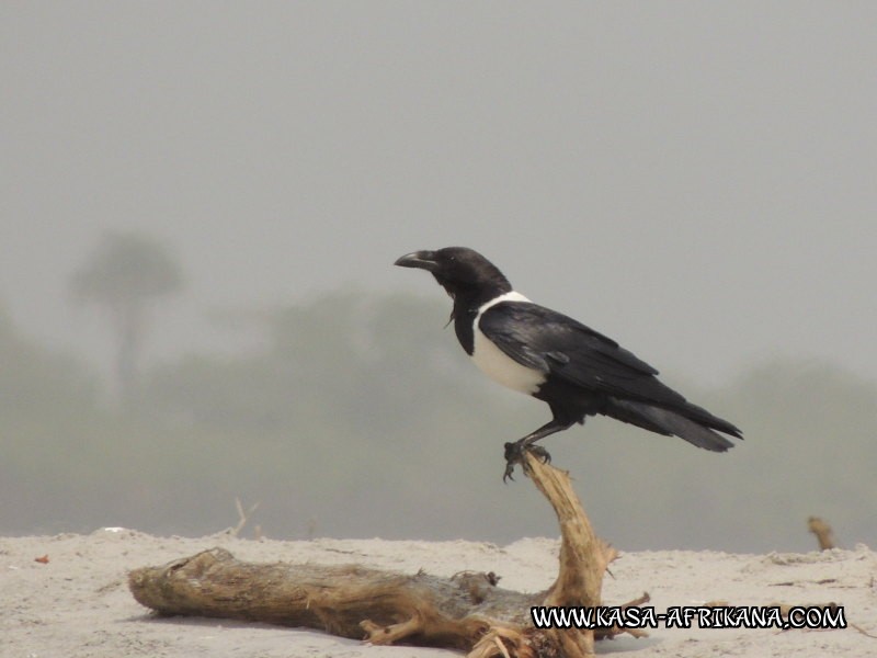 Photos de l'archipel Bijagos Guinée Bissau : Faune locale - Corbeau pie