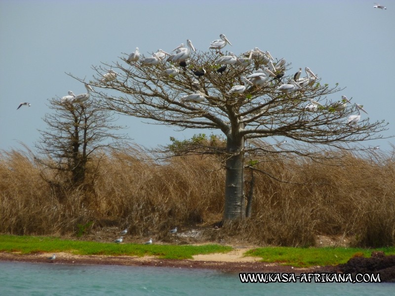 Photos de l'archipel Bijagos Guinée Bissau : Faune locale - Pélicanier productif