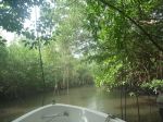 Photos de l'archipel des Bijagos en Guinée Bissau : Mangrove