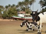 Photos de l'archipel des Bijagos en Guinée Bissau : Contemplatives