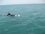 Photos of Bijagos Islands in Guinea Bissau : Pilot whale