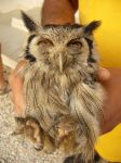 Photos of Bijagos Islands in Guinea Bissau : Owl