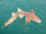 Photos of Bijagos Islands in Guinea Bissau : Tawny nurse shark