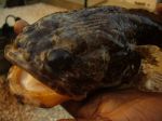 Photos of Bijagos Islands in Guinea Bissau : Frogfish
