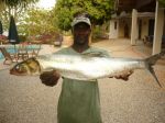Photos of Bijagos Islands in Guinea Bissau : West African ladyfish