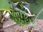 Photos de l'archipel des Bijagos en Guinée Bissau : Bananes du jardin