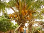 Photos de l'archipel des Bijagos en Guinée Bissau : Noix de coco