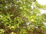 Photos de l'archipel des Bijagos en Guinée Bissau : Oranges du jardin