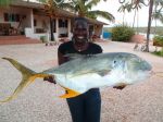 Photos de l'archipel des Bijagos en Guinée Bissau : Carangue 23kg